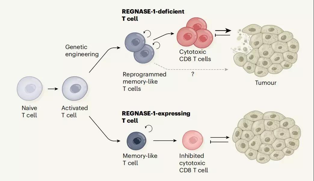 regnase-1缺陷的这些联合效应若能应用于act的cd8 t细胞和car-t细胞