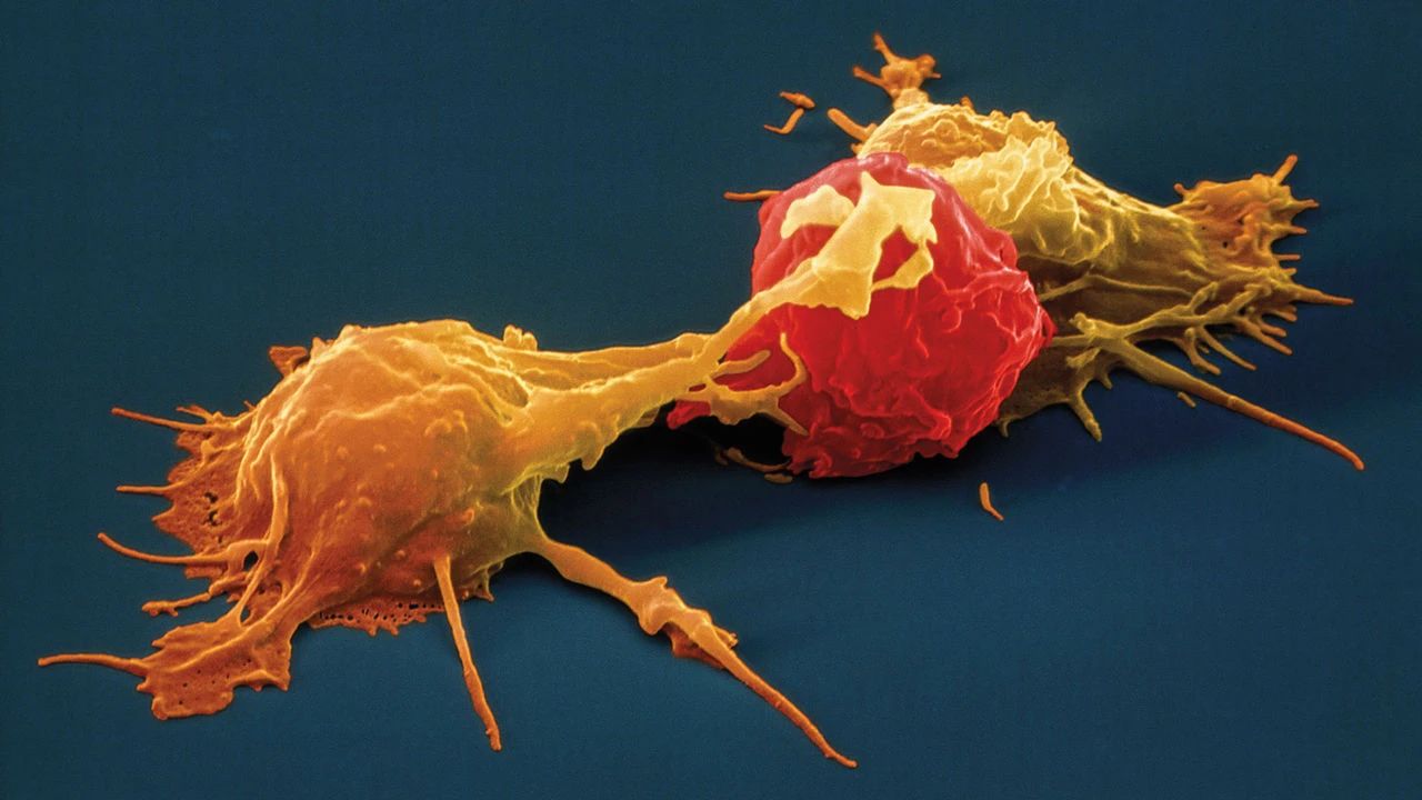不利,作为人体免疫最后一道防线的 细胞毒性t淋巴细胞(杀伤性t细胞