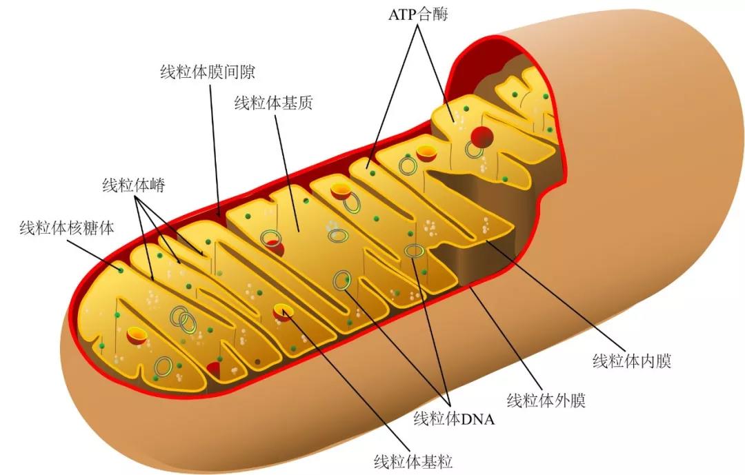 首次发现没有基因组DNA的线粒体，其进化走在了所有生命的前面