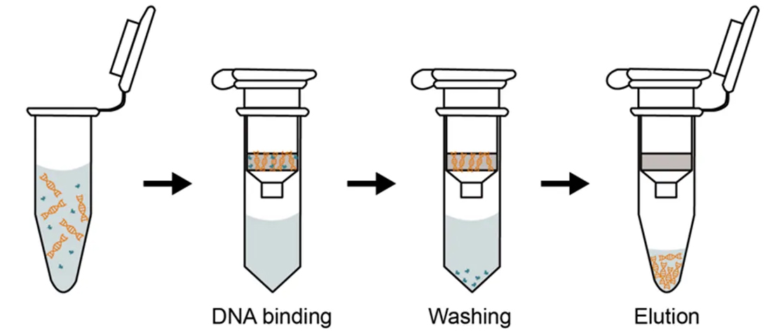 qpcr菜鳥學習筆記(二):dna提取離心柱法 - 博普智庫