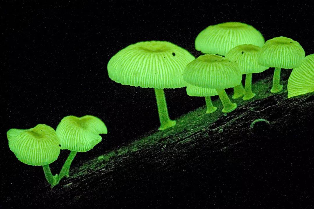 梦幻!《阿凡达》神树成真,科学家创造出可终生发光的植物!