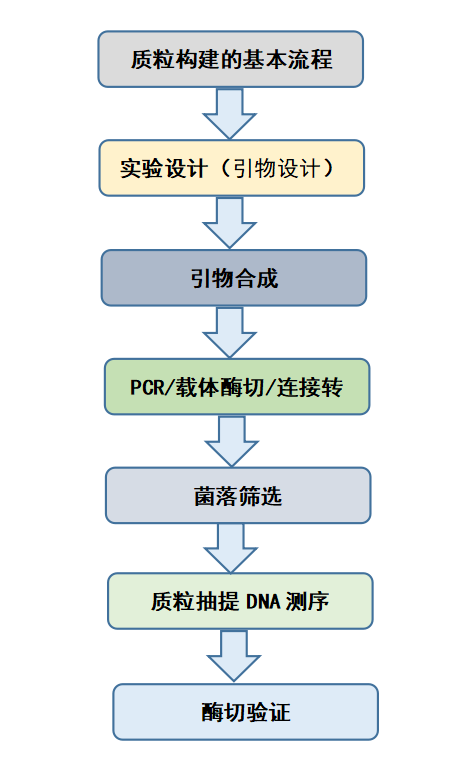 质粒构建的基本流程