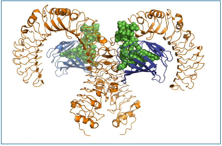 Figure 6.7-1 Structural Basis of Lipopolysaccharide Recognition by TLR4-MD-2 Complex (LPS = green; TLR4 = orange;  MD-2 = blue) Figured modified from original.（图片来源于PDA TR82，仅供学习交流用）