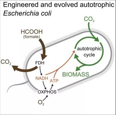 Cell：让细菌变成自养生物！靠消耗二氧化碳生长