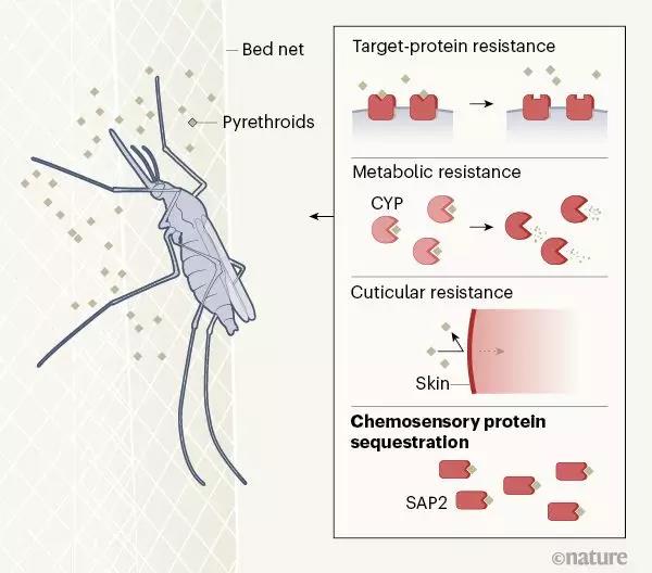 面对人类的杀虫剂，蚊子进化出抗药性，攻克疟疾面临新挑战
