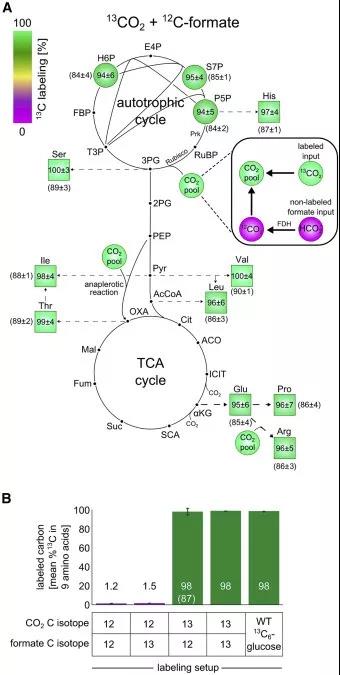 Cell：让细菌变成自养生物！靠消耗二氧化碳生长