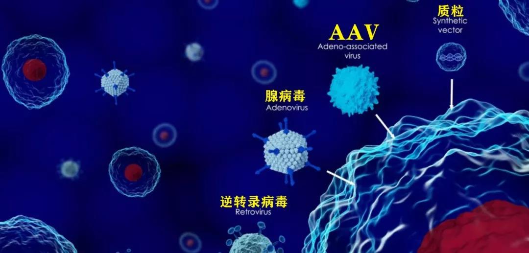 晴天霹雳！公认最安全基因治疗载体AAV，竟有潜在致癌性