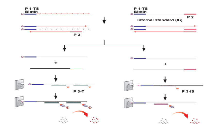 端粒酶活性检测（PCR-Elisa法）原理图（图片来源于网络，仅供学习交流用）