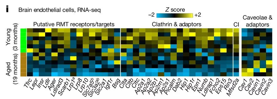 年龄越大，大脑屏障越强？Nature揭秘血脑屏障的年龄相关变化