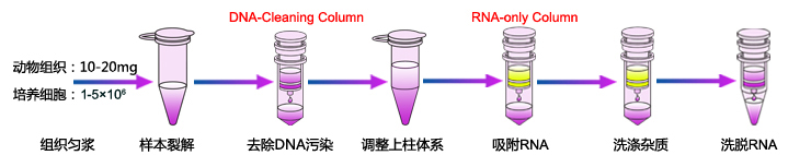 RNA提取流程（图片来源于网络，仅供学习交流用）