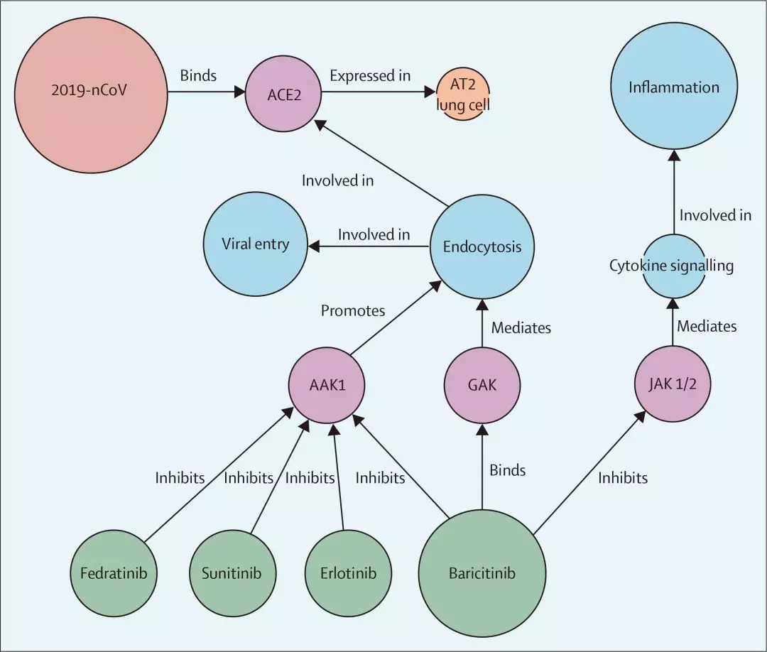 阻断病毒内吞 抑制炎症风暴丨AI辅助下，礼来JAK抑制剂进入III期临床