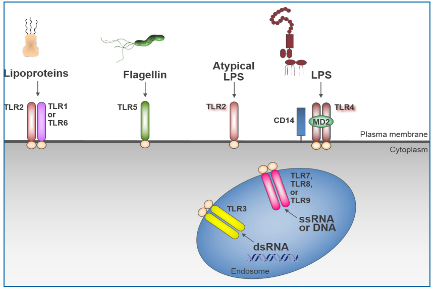 Figure 6.7-2 TLR Recognition of Microbial Components, adapted from Liu, et al.（图片来源于PDA TR82）