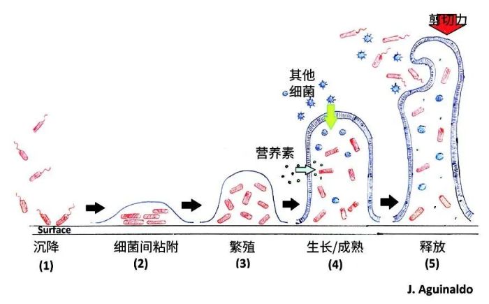 生物膜的风险与控制