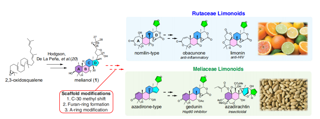 Science：里程碑式进展！化学家提出复杂天然产物柠檬苦素的可能生物合成途径