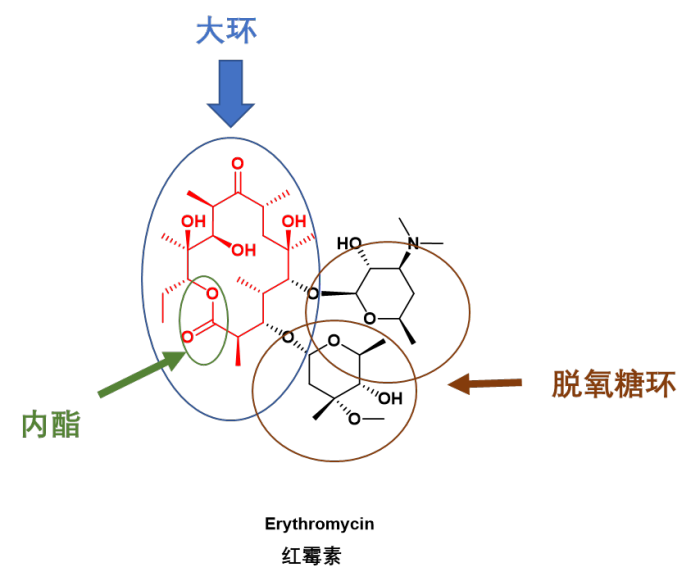 大环内酯（Macrolides）类抗生素药物综述