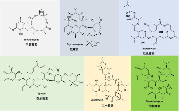 大环内酯（Macrolides）类抗生素药物综述