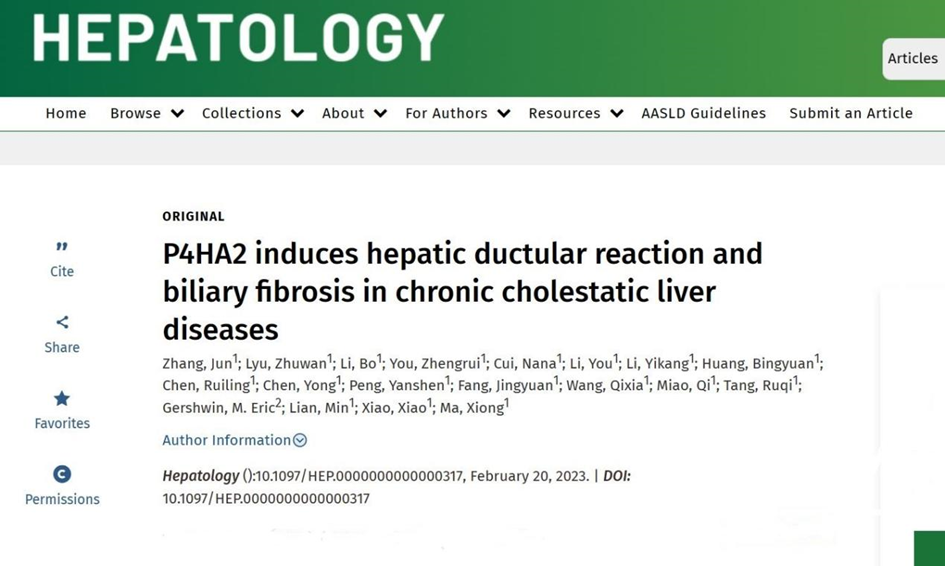 探索胆汁淤积性肝纤维化新型治疗靶点，仁济医院马雄教授团队发表最新研究结果