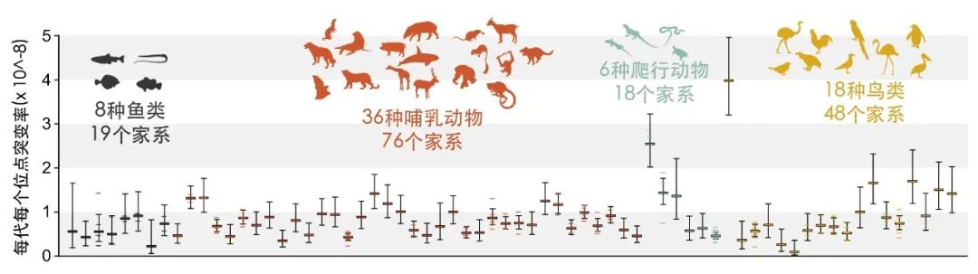 Nature：浙江大学张国捷团队解密脊椎动物世代间DNA突变界限、父母谁的贡献更多