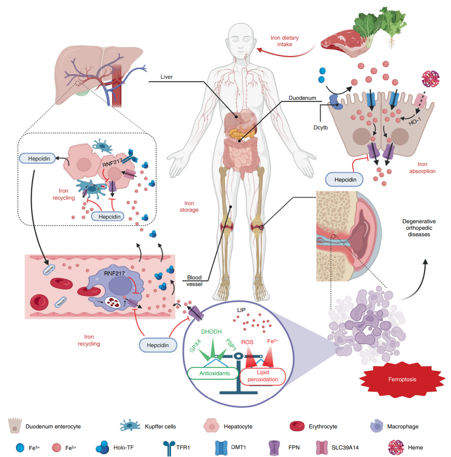 全身和骨關節系統鐵代謝鐵死亡的代謝調控網絡鐵死亡以鐵穩態失衡