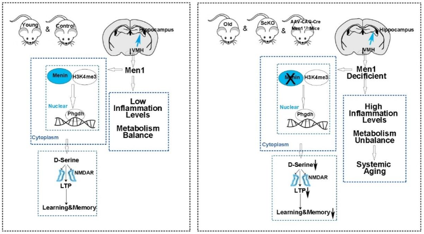 厦门大学张杰团队发现Menin缺失加速衰老，通过膳食补充D-丝氨酸可延缓衰老和认知衰退