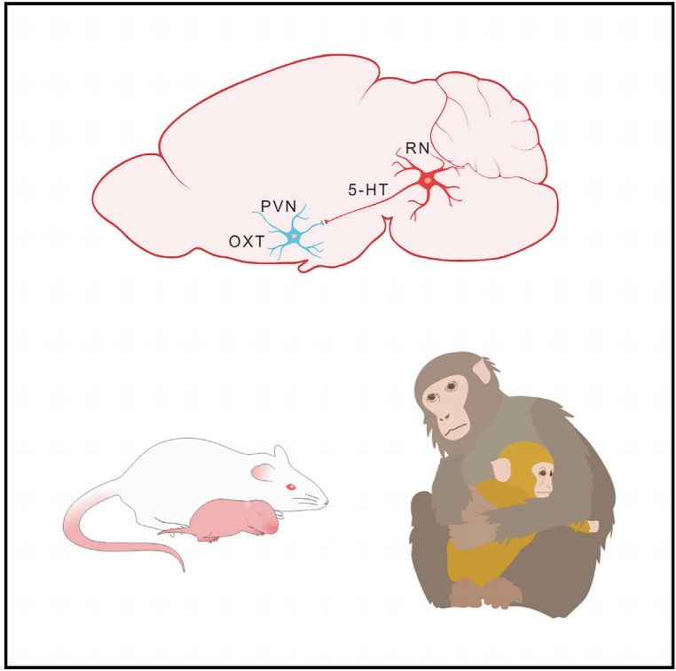 10年饶毅团队在Neuron/NC等发表29篇文章,在神经生物学领域取得进展