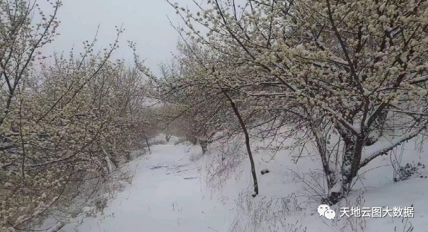 降雪、冰雹和沙尘暴，山茱萸近期看点有些多！