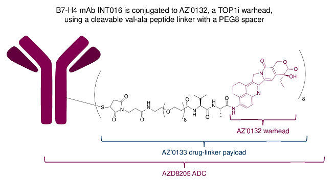 阿斯利康：自研 ADC 开始蓄势，3 款新药联袂亮相 | AACR2023