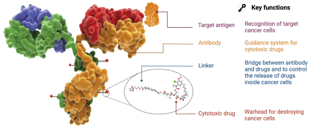 魔法子弹——ADC药物进化史