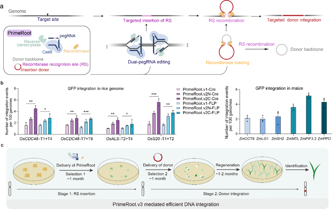 Nature子刊:高彩霞团队开发大片段DNA精准定点插入新工具PrimeRoot