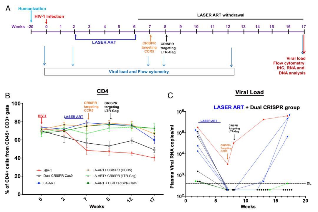 双重CRISPR疗法+长效抗逆转录病毒药物，清除体内HIV病毒
