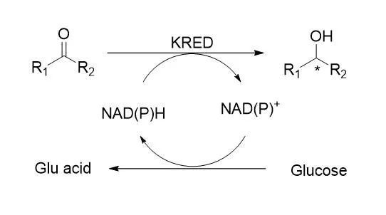 生物催化系列酶介绍之一 — 酮还原酶