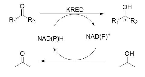 生物催化系列酶介绍之一 — 酮还原酶