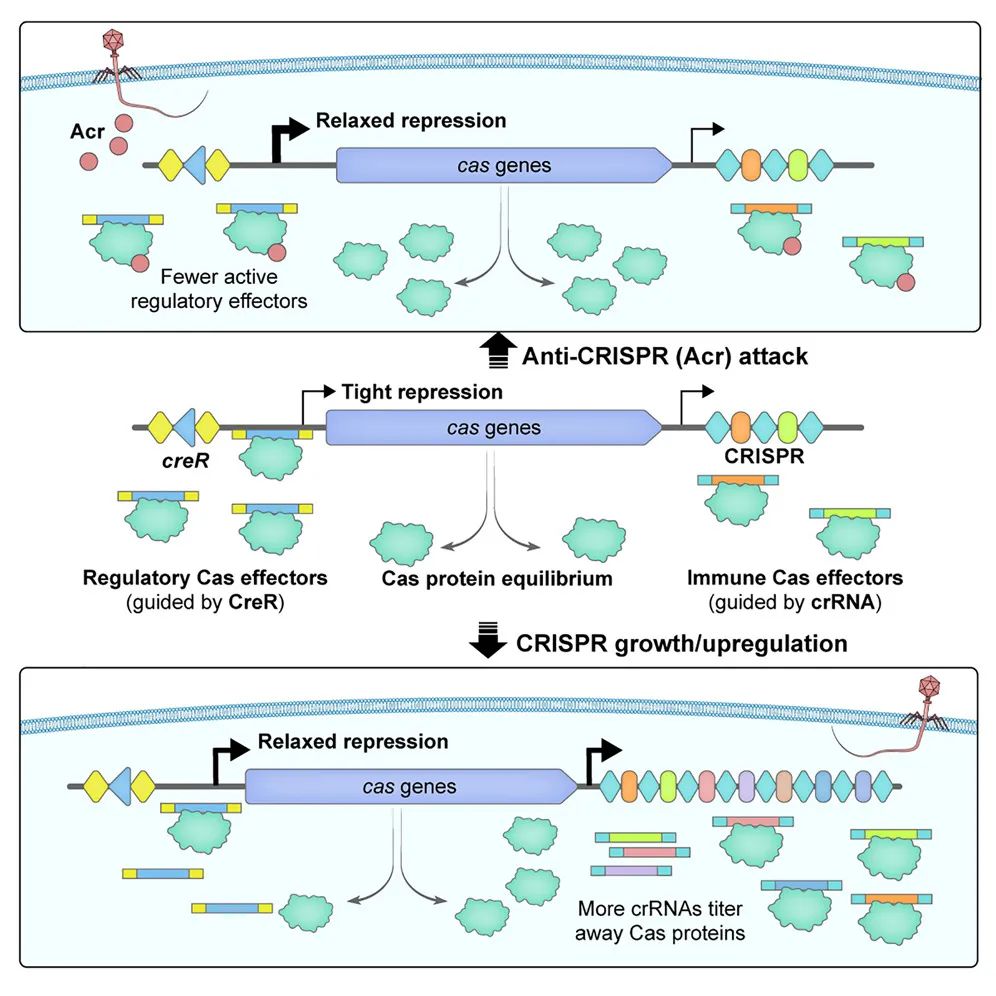 Cell子刊：李明/向华团队揭示CRISPR护卫RNA的全新生理功能